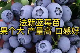 法新蓝莓苗，品种特点分享介绍视频封面