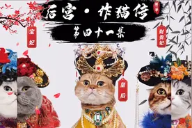 后宫·作猫传 第四十一集：生米煮成熟饭