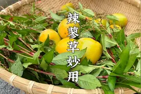 农村随处可见的辣蓼草，作用真厉害，能吃能用解决生活中很多烦恼