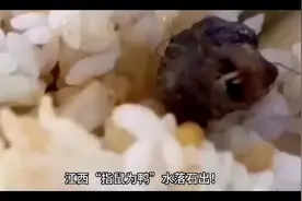 江西“指鼠为鸭”水落石出！但，必须省级调查组吗？视频封面