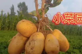 小菜园丰收，收获了超级“大”的土豆视频封面