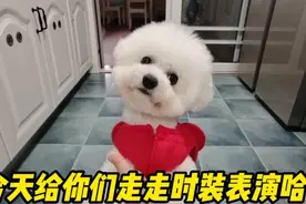 一到冬天就喜欢给狗狗买衣服，哈哈哈…冷得发抖都不爱穿😂😂视频封面