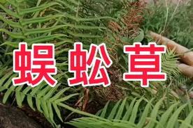 农村常见的蕨类植物蜈蚣草，竟有这么高的生态价值，你发现了吗？视频封面