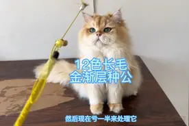 一万五收的12色长毛金渐层种公现在亏一半处理，就为了回家过年视频封面