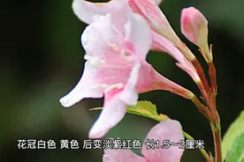四季豆，为豆科菜豆属的一年生草本植物。