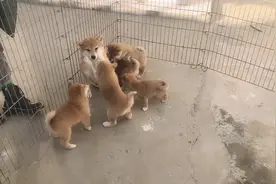 一群小柴犬集体撒欢，见到狗妈激动的追着满院子吃奶，太壮观了视频封面