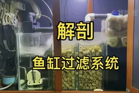 “解剖”鱼缸过滤系统，搞懂过滤原理想要一缸好水其实很简单！