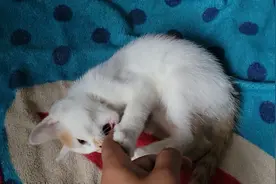 小奶猫不让摸它，那只能霸王硬上弓了！视频封面