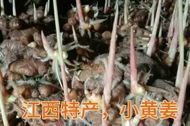 江西特产 ，小黄姜，去年不够卖，今年却没人要，一年辛苦𨚫不知视频封面