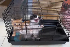 小猫咪吃饭有多疯狂，感觉像喂猪视频封面