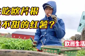 欧洲生活vlog，生吃欧芹，口感居然像红薯？就是不甜，熟的才好吃视频封面