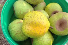 正宗莱阳梨 🍐🍐皮薄多汁 清脆甘甜  可到梨园采摘 也可以发快递视频封面