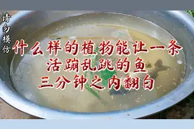 听老人说有一种植物能有麻痹鱼的效果，就试了一下，效果真的可以视频封面