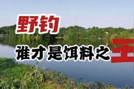 随处可见的4款饵料，高效还便宜，野钓当之无愧的王者视频封面