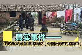 惊！两岁男童被母猪啃咬吃掉，猪腹中发现骨骼及毛发！视频封面