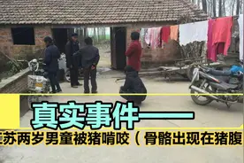 惊！两岁男童被母猪啃咬吃掉，猪腹中发现骨骼及毛发！视频封面