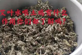 艾叶喂土鸡效果这么好，肯定还有很多朋友不知道视频封面