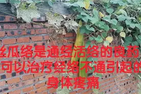 丝瓜络是通经活络的良药，可以治疗经络不通引起的身体疼痛视频封面