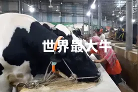 这应该是世界最大牛、视频封面