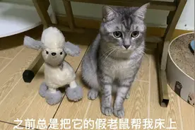 猫咪总是喜欢把它喜欢的玩具叼我床上，还藏起来，这是为什么😹视频封面