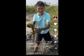 水猴子抓黄鳝假的不得了，农村娃的我实在看不下去，留给城里娃看视频封面