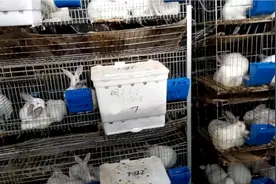 母兔几天不吃东西，今天死了拿到我朋友哪里去检查，罪魁祸首是他