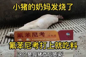 母猪产后感染发烧，常用退烧针一点用没有，氟苯尼考打上就退烧。视频封面