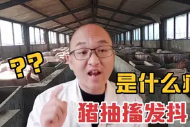 大猪和小猪浑身发抖，可能是什么病？分析病因，对症用药治疗才行视频封面
