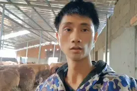 “母牛发情”你们都是多久配种，很多喜欢趴胯凶的时候配