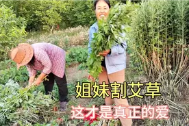 端午节前割艾草，用红绳捆一把，挂门前防蚊虫，避邪视频封面