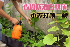高温雨季，香瓜南瓜得了白粉病，用小苏打水喷喷看视频封面