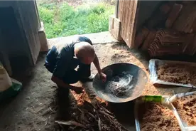 野猪，猪獾子糟蹋庄稼怎么办？看看山区农村人是如何驱赶它们的！视频封面