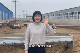 喂牛常见的问题，解决了胃酸，就离成功又近了一步视频封面
