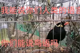 带你看看我养了三年的鹩哥和一年的八哥  说的也太溜了视频封面