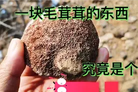 野外遇到一块毛茸茸的物体，很像远古化石！究竟是啥东西呢？视频封面