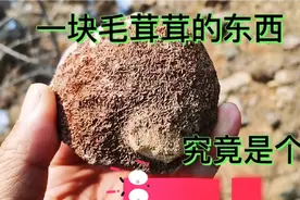 野外遇到一块毛茸茸的物体，很像远古化石！究竟是啥东西呢？视频封面