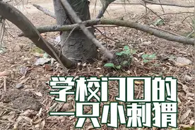 学校门口出现刺猬不应该呀，肯定是有人从哪捉到的，自己跑出来的