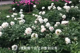 小伙在河南洛阳看牡丹门票免费，进来就知道原因了，真好视频封面