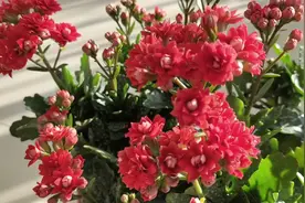 人养花，花也养人，这‘5’种花‘镇宅’又‘旺财’，越养越干净视频封面