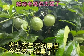 真的没有想到，百香果居然要种两年才结果，越南媳妇很高兴视频封面
