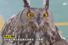 黑龙江穆棱：受伤猫头鹰轻车熟路二次求助消防员视频封面