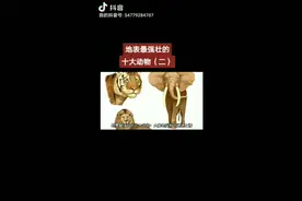 地表最强壮的十大动物（二）视频封面