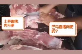 土养的巴马香猪肉到底肥不肥？眼见为证，一起来观看全程杀猪过程视频封面