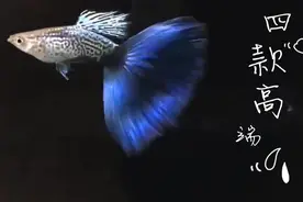 4款高端孔雀鱼，养过一种都算土豪，每一款都让人惊喜视频封面