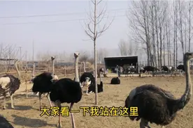河北小伙养20多只鸵鸟，赚钱门路广利润大，比养猪牛羊省心视频封面