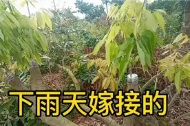 有人说下雨天嫁接不能活，来看一下3月4号5号下雨天嫁接的怎样？视频封面