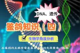 从生物学角度分析冠军鸽的基因究竟有多少能遗传给后代？为什么？视频封面