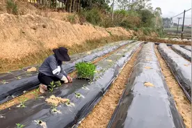 农民移栽辣椒苗前期，多做这2步，成活高，后期辣椒漂亮长得多视频封面