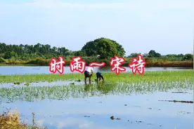 时雨及芒种，四野皆插秧。朗读宋陆游的《时雨》视频封面