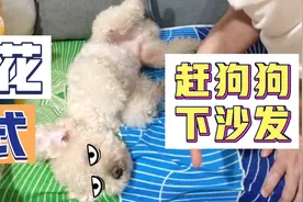狗狗在沙发上睡的倍儿爽，主人不爽，居然用特殊方式赶狗下来..视频封面